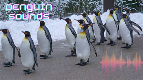 Penguin noises. Things To Know About Penguin noises. 